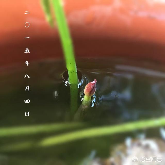 盆栽荷花怎麼種？具體操作步驟如下