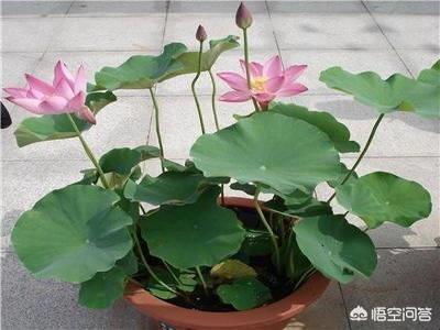 盆栽荷花怎麼種？具體操作步驟如下