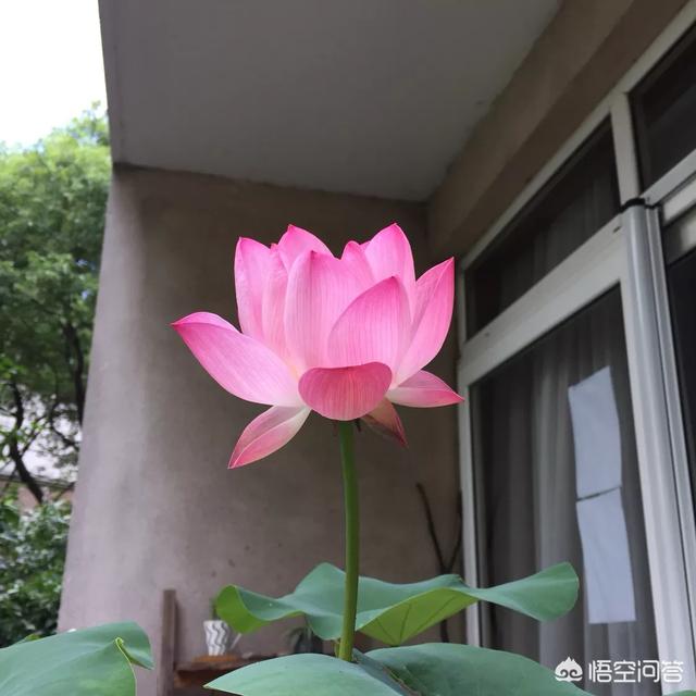 盆栽荷花怎麼種？具體操作步驟如下