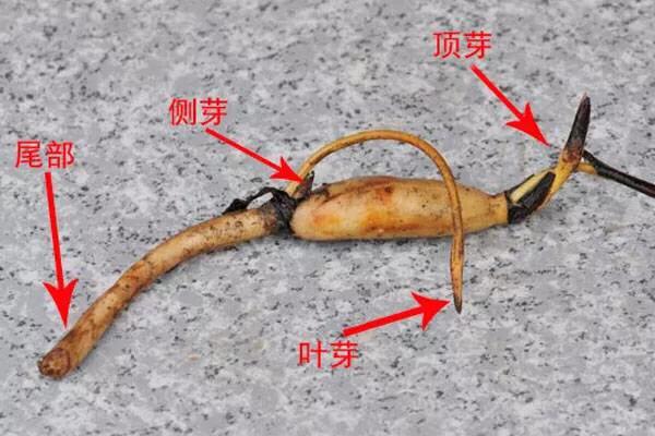 盆栽荷花怎麼種？具體操作步驟如下