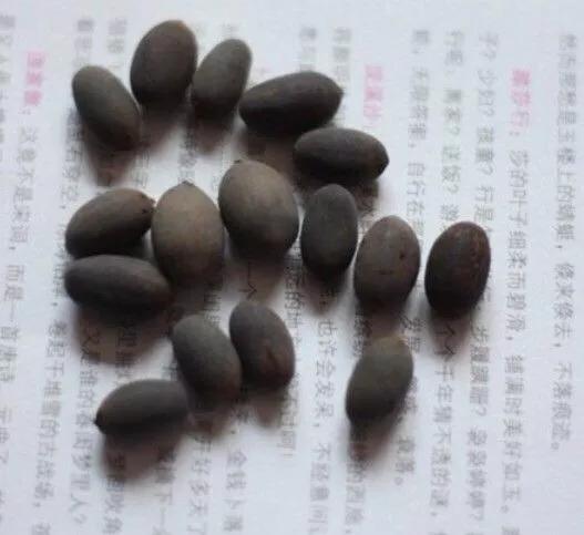 盆栽荷花怎麼種？具體操作步驟如下