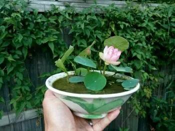 盆栽荷花怎麼種？具體操作步驟如下