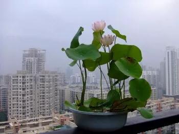 盆栽荷花怎麼種？具體操作步驟如下