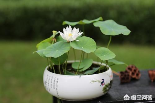 盆栽荷花怎麼種？具體操作步驟如下