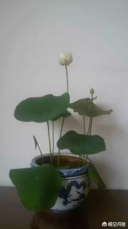 盆栽荷花怎麼種？具體操作步驟如下