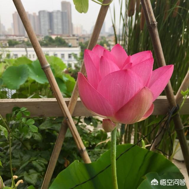 盆栽荷花怎麼種？具體操作步驟如下