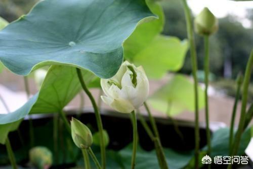 盆栽荷花怎麼種？具體操作步驟如下