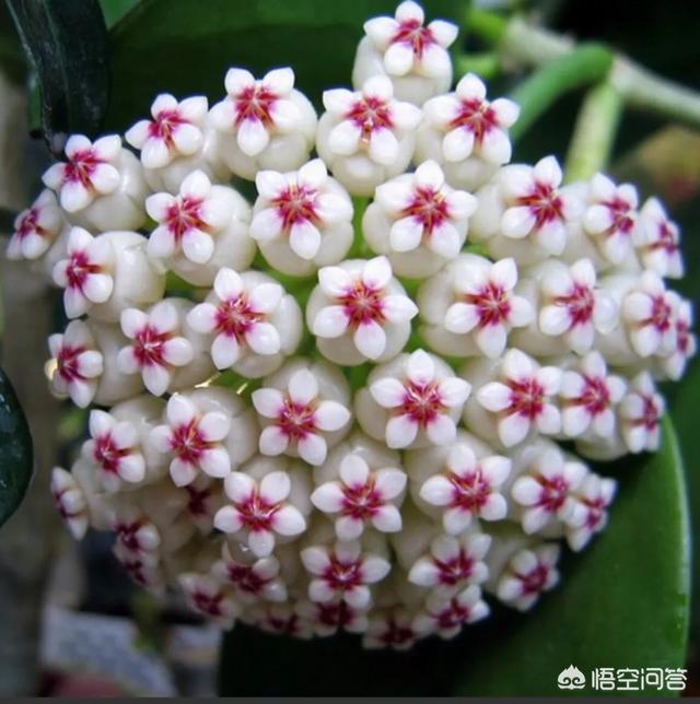 球蘭怎麼繁殖？ 球蘭花型奇特美麗，花香馥郁怡人