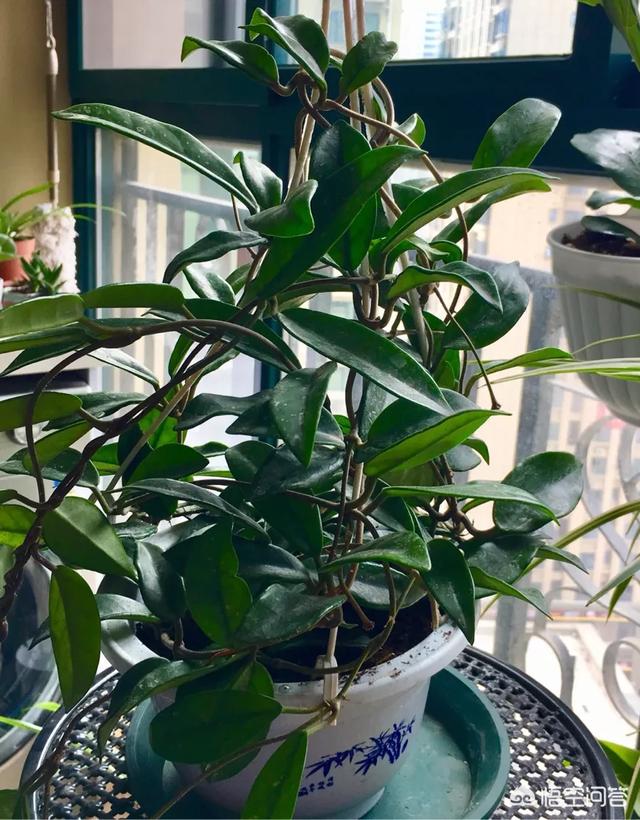 球蘭怎麼繁殖？ 球蘭花型奇特美麗，花香馥郁怡人