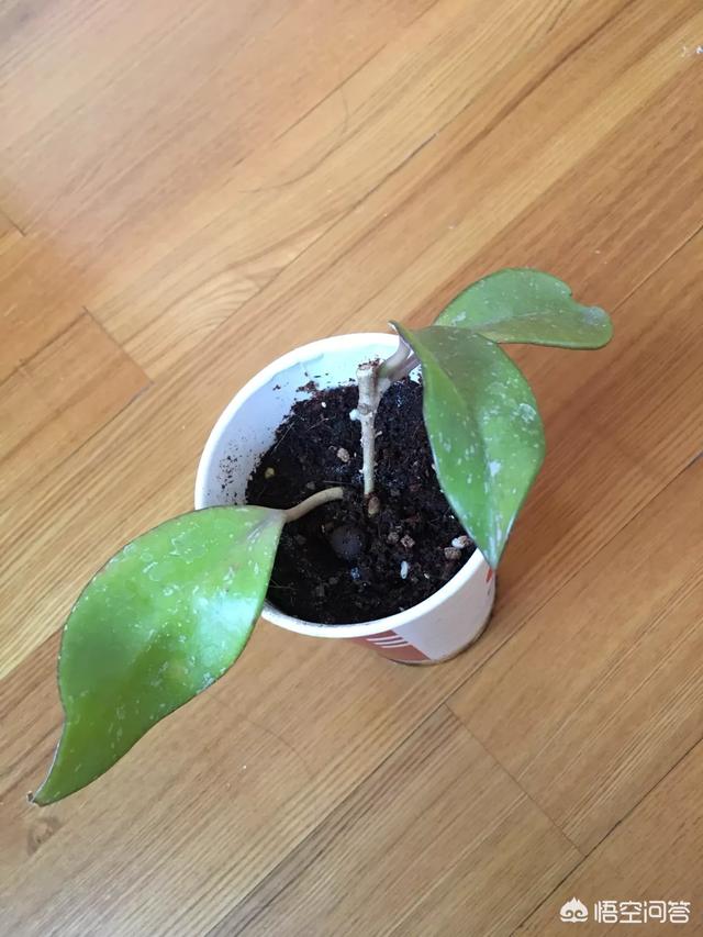 球蘭怎麼繁殖？ 球蘭花型奇特美麗，花香馥郁怡人