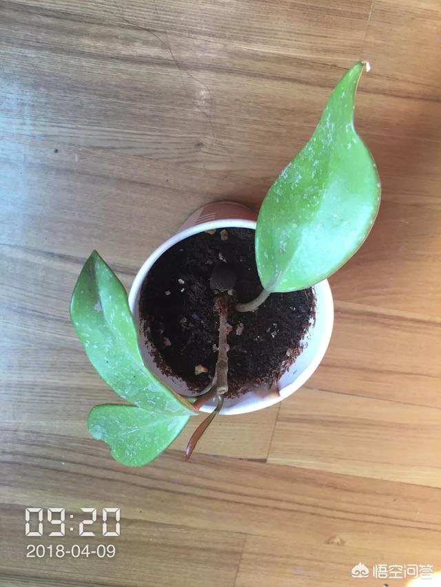 球蘭怎麼繁殖？ 球蘭花型奇特美麗，花香馥郁怡人
