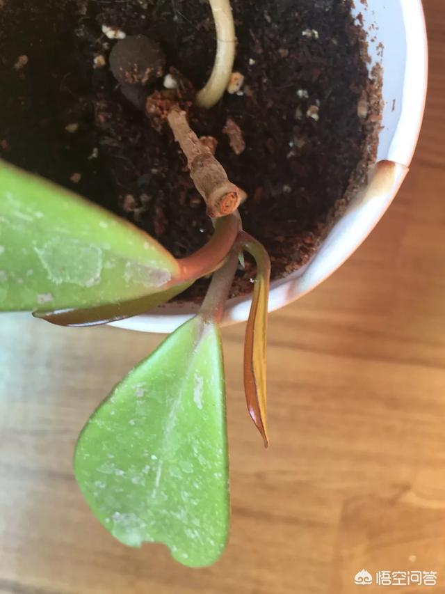 球蘭怎麼繁殖？ 球蘭花型奇特美麗，花香馥郁怡人
