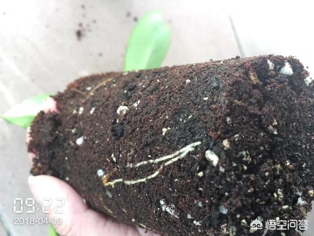 球蘭怎麼繁殖？ 球蘭花型奇特美麗，花香馥郁怡人