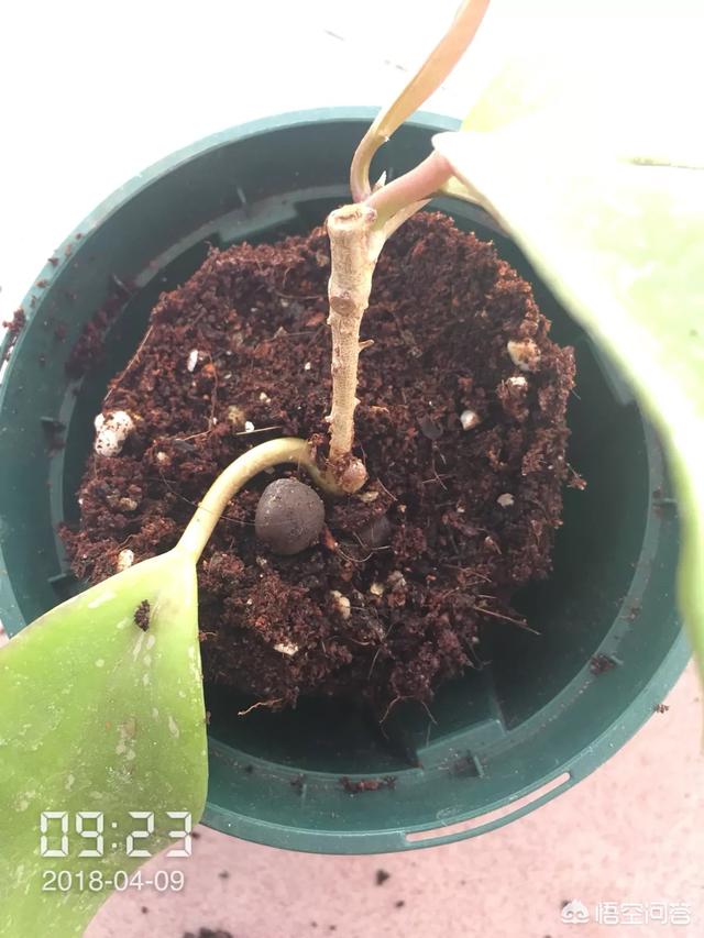 球蘭怎麼繁殖？ 球蘭花型奇特美麗，花香馥郁怡人