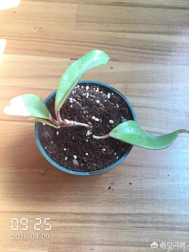 球蘭怎麼繁殖？ 球蘭花型奇特美麗，花香馥郁怡人