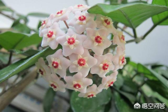 球蘭怎麼繁殖？ 球蘭花型奇特美麗，花香馥郁怡人