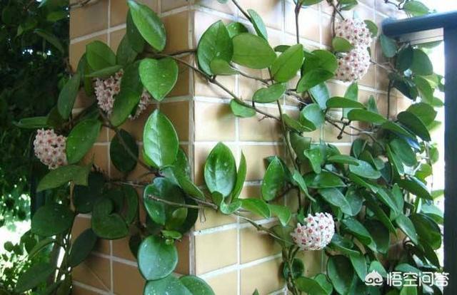 球蘭怎麼繁殖？ 球蘭花型奇特美麗，花香馥郁怡人
