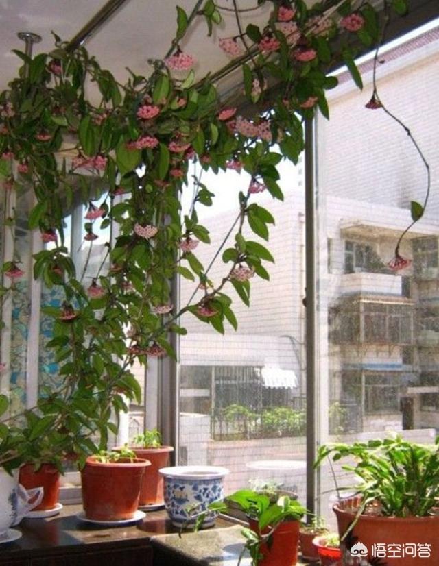 球蘭怎麼繁殖？ 球蘭花型奇特美麗，花香馥郁怡人