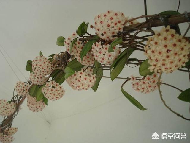 球蘭怎麼繁殖？ 球蘭花型奇特美麗，花香馥郁怡人
