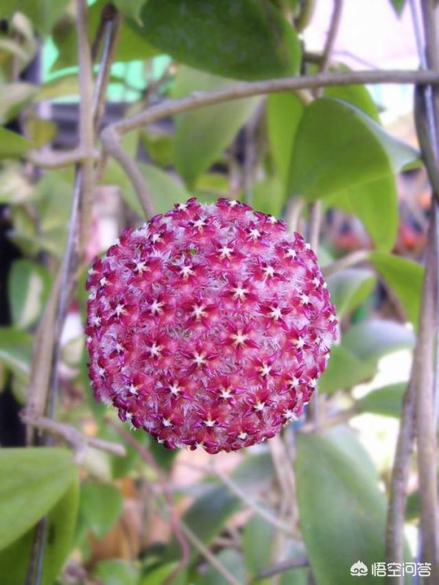 球蘭怎麼繁殖？ 球蘭花型奇特美麗，花香馥郁怡人