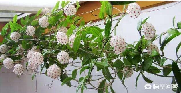 球蘭怎麼繁殖？ 球蘭花型奇特美麗，花香馥郁怡人