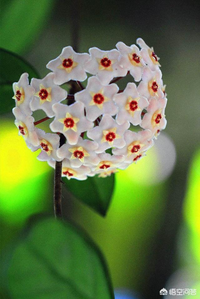 球蘭怎麼繁殖？ 球蘭花型奇特美麗，花香馥郁怡人