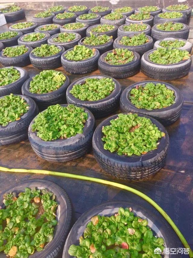 舊輪胎能不能種菜？ 安全嗎？