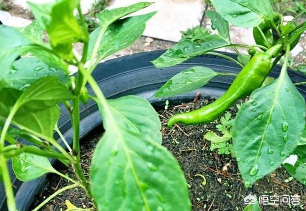 舊輪胎能不能種菜？ 安全嗎？
