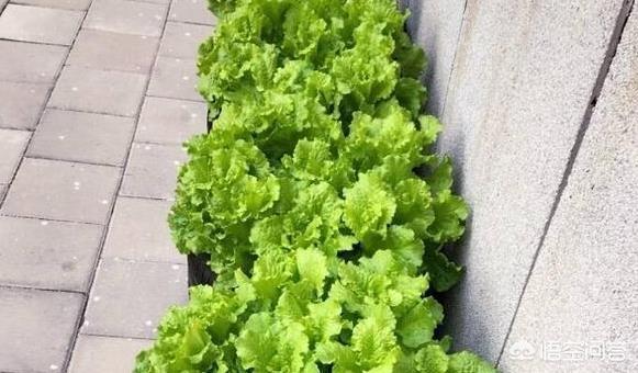 舊輪胎能不能種菜？ 安全嗎？