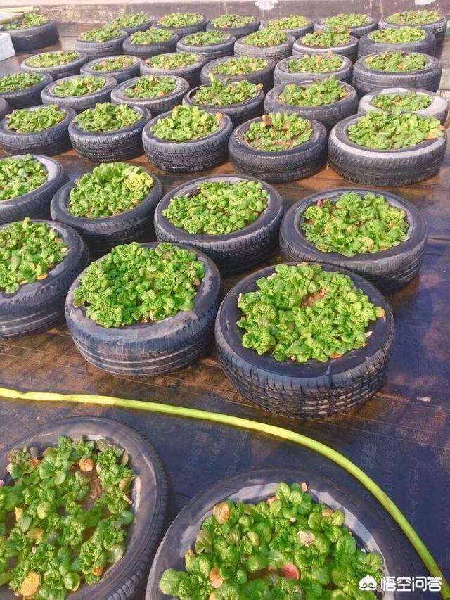 舊輪胎能不能種菜？ 安全嗎？