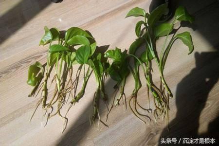 花草養不活？99%的人因為不會澆水！