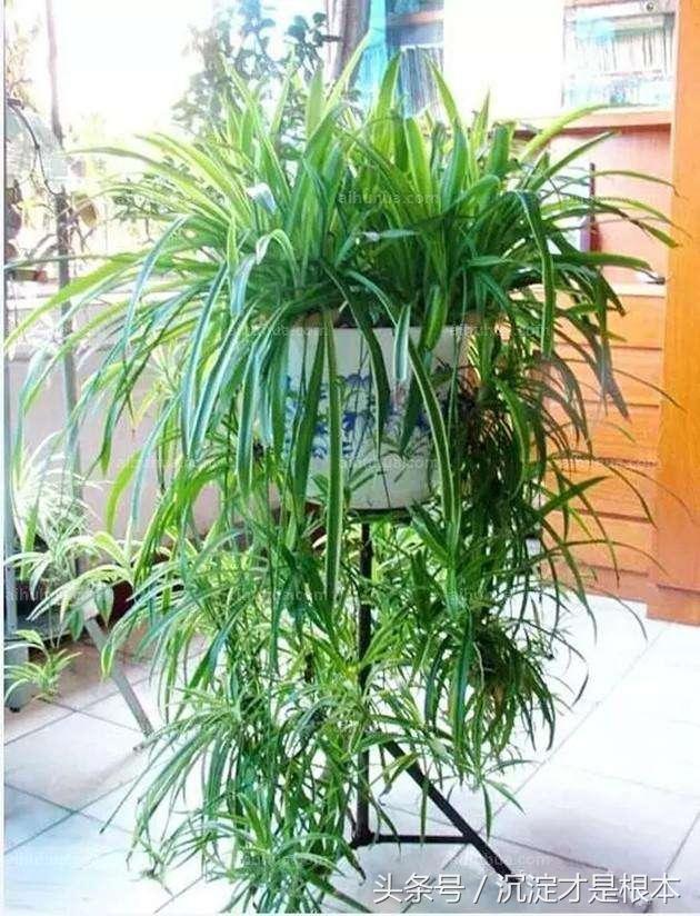 花草養不活？99%的人因為不會澆水！