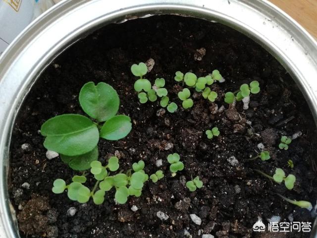 適合在陽台上種植的蔬菜有哪些，如何栽培蔬菜能夠既安全衛生又便捷？