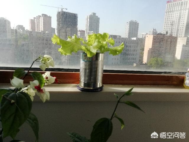 適合在陽台上種植的蔬菜有哪些，如何栽培蔬菜能夠既安全衛生又便捷？