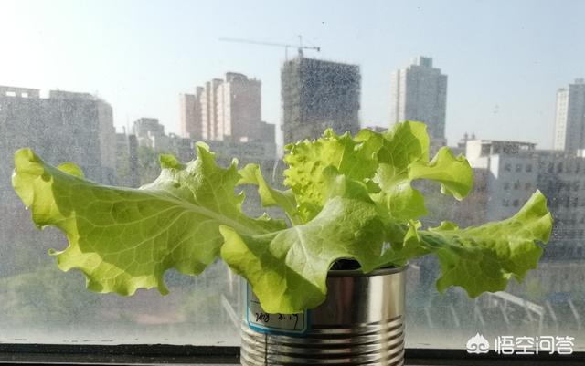 適合在陽台上種植的蔬菜有哪些，如何栽培蔬菜能夠既安全衛生又便捷？