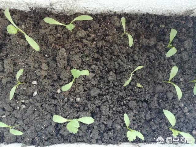 適合在陽台上種植的蔬菜有哪些，如何栽培蔬菜能夠既安全衛生又便捷？