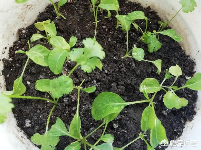 適合在陽台上種植的蔬菜有哪些，如何栽培蔬菜能夠既安全衛生又便捷？