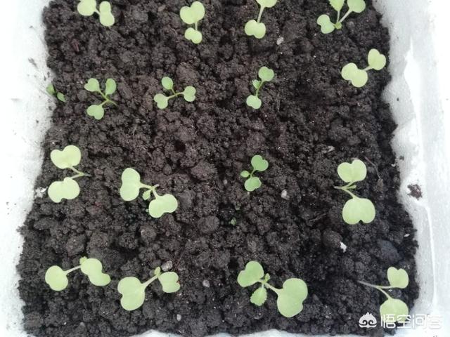 適合在陽台上種植的蔬菜有哪些，如何栽培蔬菜能夠既安全衛生又便捷？