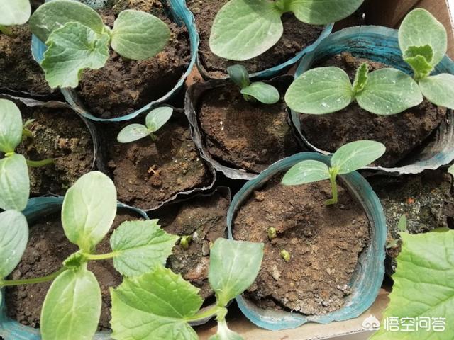 適合在陽台上種植的蔬菜有哪些，如何栽培蔬菜能夠既安全衛生又便捷？