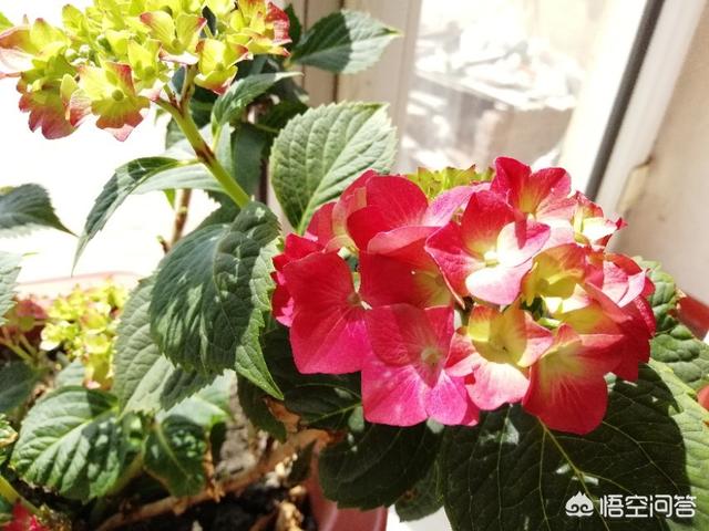 適合在陽台上種植的蔬菜有哪些，如何栽培蔬菜能夠既安全衛生又便捷？