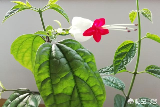 適合在陽台上種植的蔬菜有哪些，如何栽培蔬菜能夠既安全衛生又便捷？