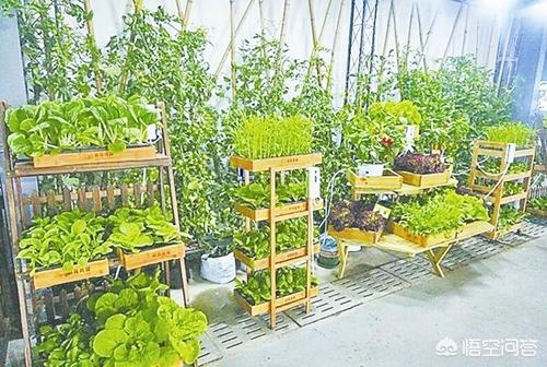 適合在陽台上種植的蔬菜有哪些，如何栽培蔬菜能夠既安全衛生又便捷？