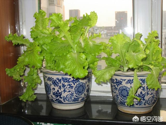 適合在陽台上種植的蔬菜有哪些，如何栽培蔬菜能夠既安全衛生又便捷？