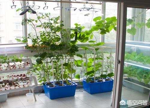 適合在陽台上種植的蔬菜有哪些，如何栽培蔬菜能夠既安全衛生又便捷？