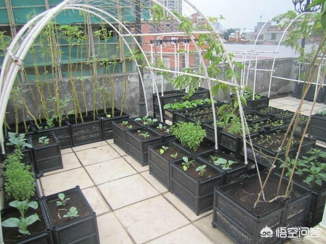 適合在陽台上種植的蔬菜有哪些，如何栽培蔬菜能夠既安全衛生又便捷？