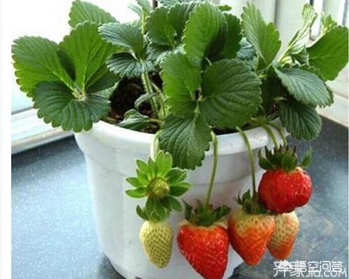 適合在陽台上種植的蔬菜有哪些，如何栽培蔬菜能夠既安全衛生又便捷？