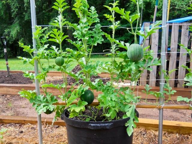 14種最適合種植的盆栽水果