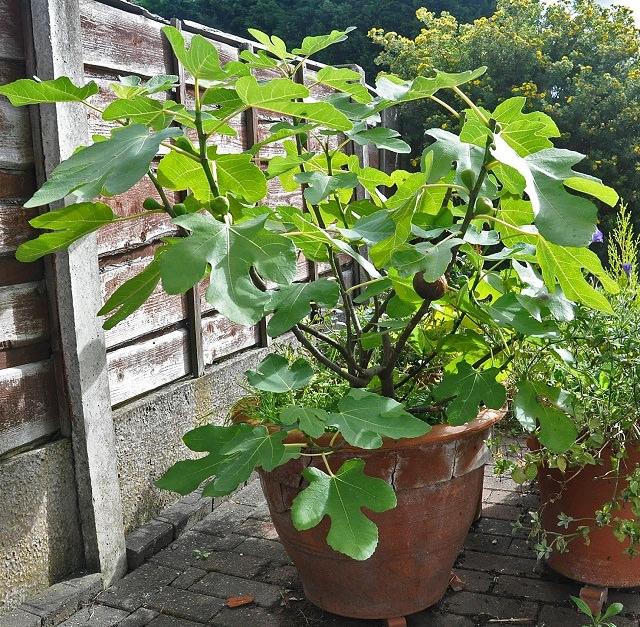 14種最適合種植的盆栽水果