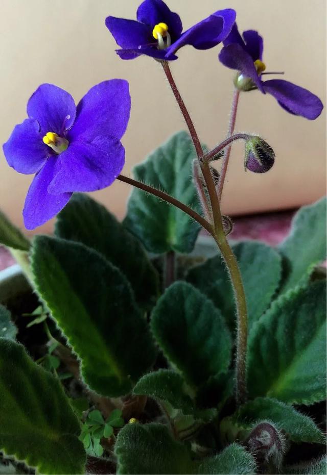 紫羅蘭如何種植才好？