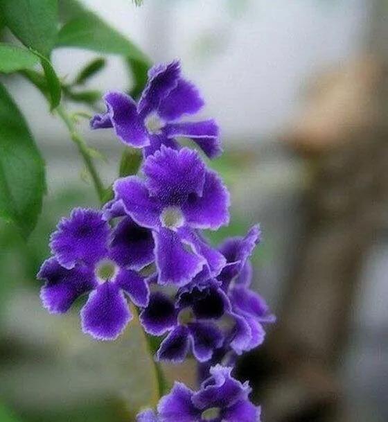 紫羅蘭如何種植才好？
